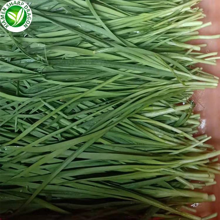 Wholesale Frozen Chinese Chives for Food Processing Wholesale frozen Chinese chives for food processing