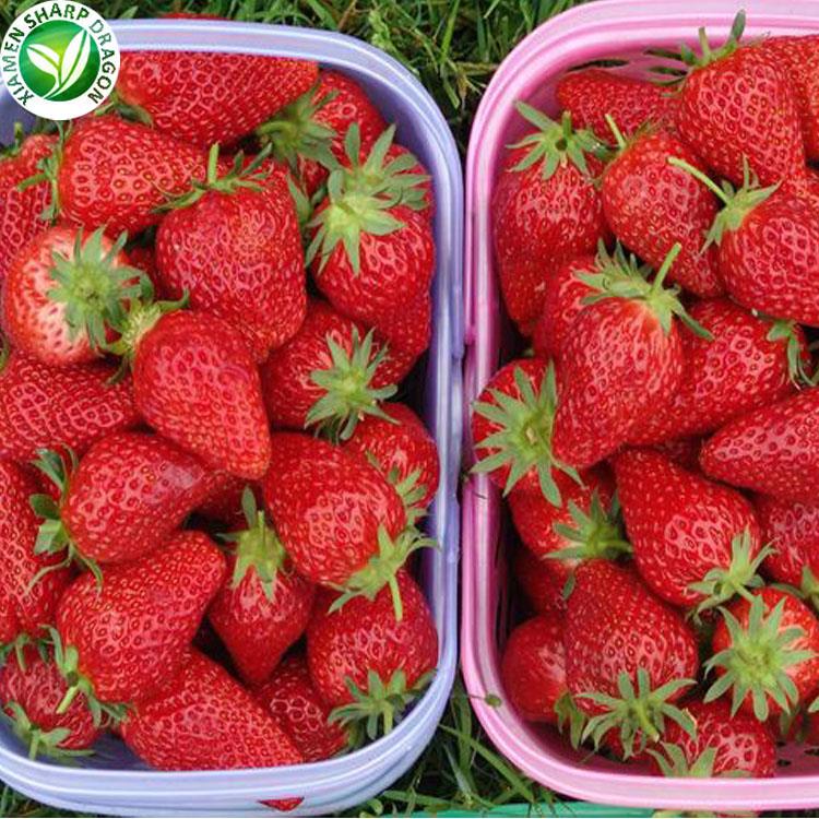 cheap strawberry suppliers